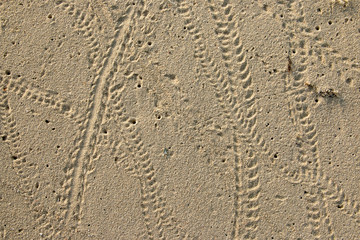 Fototapeta na wymiar Sand with hermit crab footprints
