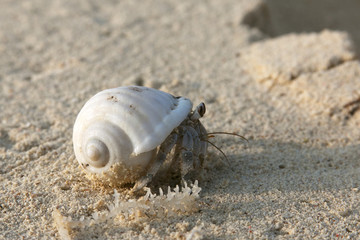 Hermit crab
