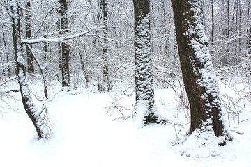 Fototapeta premium Forest covered snow