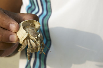Hermit crab