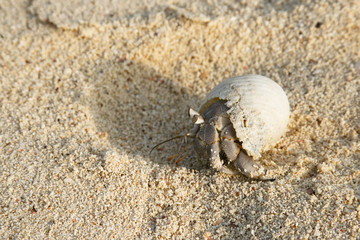 Hermit crab