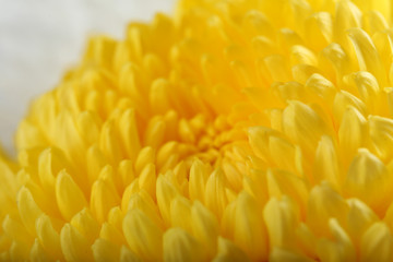 Delicate autumn yellow chrysanthemum, macro