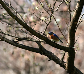 Eastern Bluebird Eating a Worm