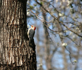 Red-Bellied Woodpecker on a Tree