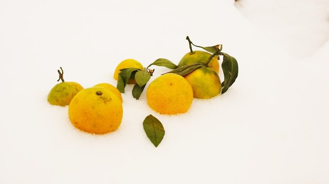 Orange tangerines lying on the white snow