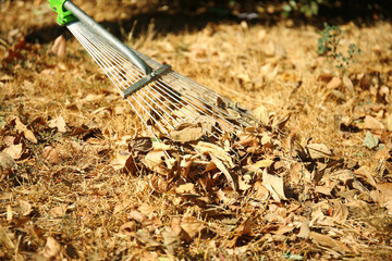 Fallen leaves and rake at the park
