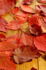 Obraz premium Background of red autumn leaves on wooden table, close-up