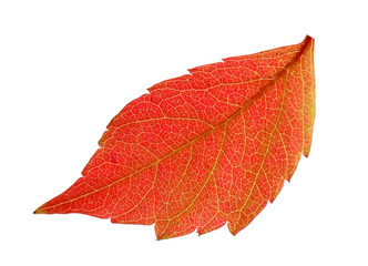 Autumn pink leaf isolated on white