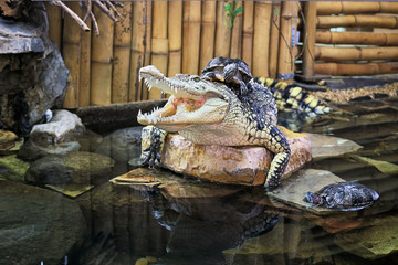 Crocodile with turtles