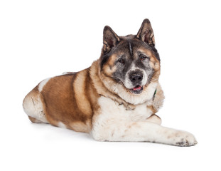 Portrait Of Loyal Akita Dog Against White Background