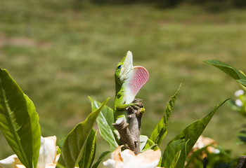 Lizard with Dewlap