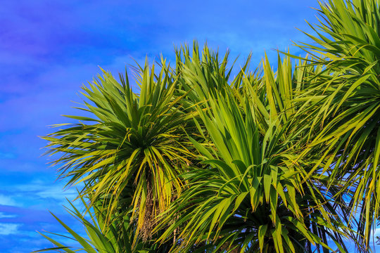 New Zealand Landscape With The Cabbage Palm Tree