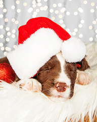 Puppy Wearing Santa Hat While Napping On Fur