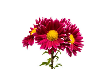 beautiful magenta chrysanthemum