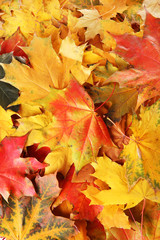 Autumn maple leaves