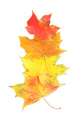 Autumn maple leaves, isolated on white