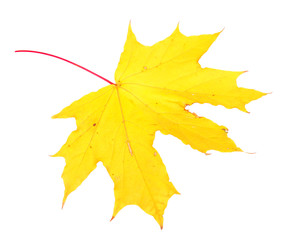 Autumn maple leaf, isolated on white