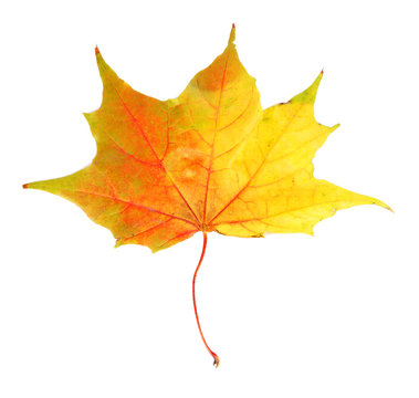 Autumn maple leaf, isolated on white