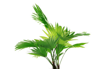 Palm tree (Livistona Rotundifolia), isolated on white