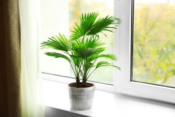 Palm tree (Livistona Rotundifolia) in flowerpot on windowsill at home