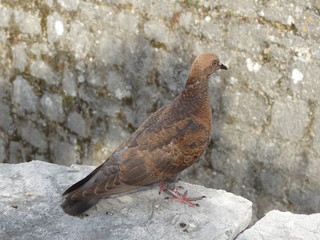Château de Portes dans le Gard