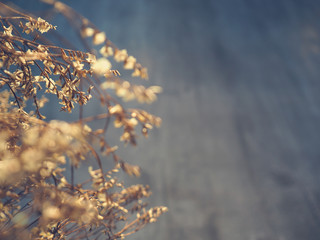 blurred of dry flowers on bare wall.