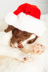 Tired English Springer Spaniel Puppy Wearing Santa Hat While Sle