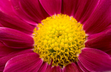 close up of magenta chrysanthemum