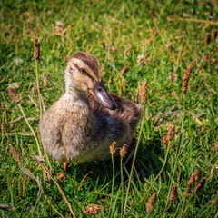 duckling at the grass