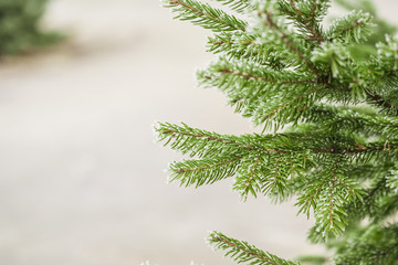 Fir branch in hoarfrost