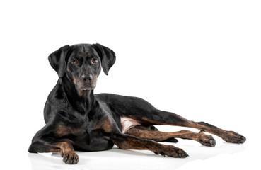 Relaxed black dog lying on a white background