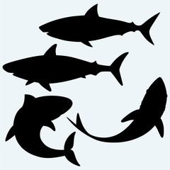Set shark. Isolated on blue background. Vector silhouettes