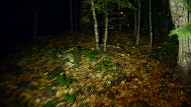 Scary trees with roots in a dark forest. Victim escapes runs away from a maniac