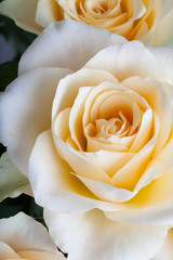 Beautiful rose flowers closeup.