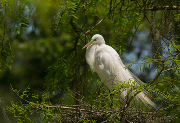 Nesting Egret