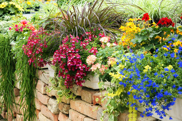 Balkonblumen auf Mauer