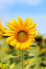 Obraz premium Beautiful sunflower in the field and blue sky