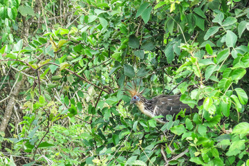 Hoatzin Bird