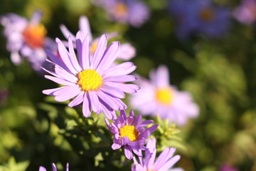 Chrysanthemum Flower autumn