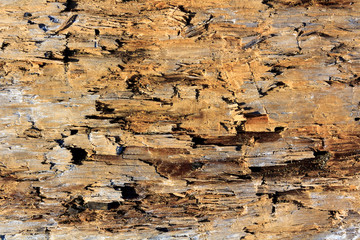old wood damaged by borer