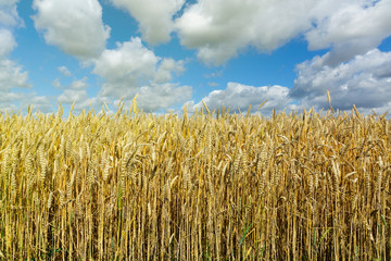 yellow wheat against the blue sky
