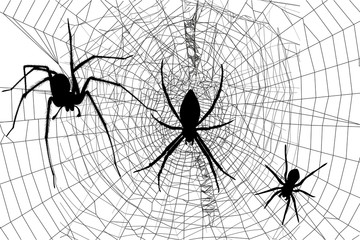 Obraz premium silhouettes spiders and spider web