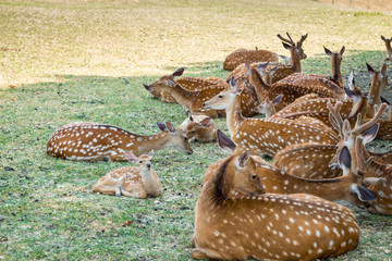 Rehe in einer Gruppe