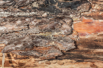 Pine bark