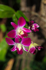 Close up purple wild orchid in nature