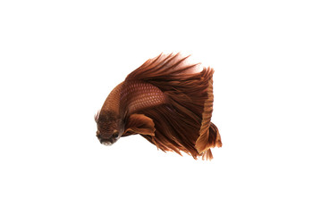 Red Siamese fighting fish on white background