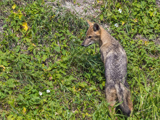 Young golden jackal (Canis aureus)