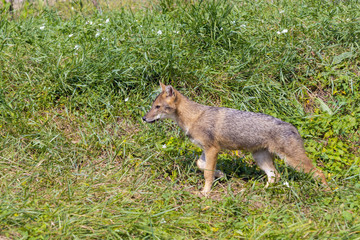 Young golden jackal (Canis aureus)