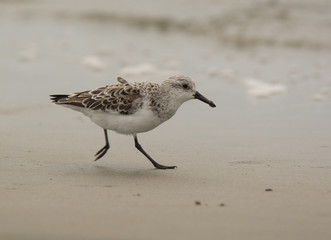 Hurried Sanderling