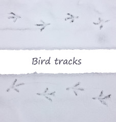 Fresh winter bird tracks in the snow Card